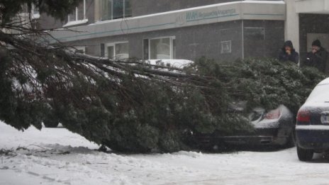 Дърво рухна върху няколко коли във Варна