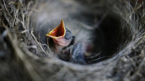 Зазиждат французин в каменен блок, ще мъти яйца!