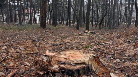 В "Западен парк": Камиони, сеч, отпадъци...