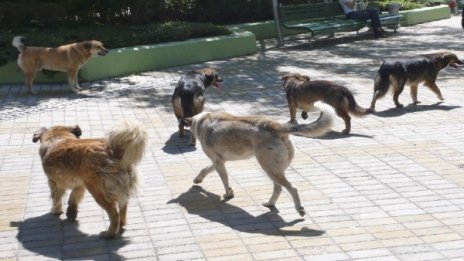 Жестоко нападение на бездомни псета вкара мъж в болница