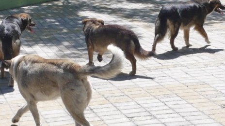 Междусъседска драма свърши с присъда – спорът за кучета