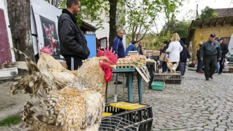 За Великден: Полицейска акция на животинския пазар в Подуяне