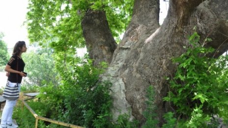 Едно от най-старите дървета у нас – във Варна