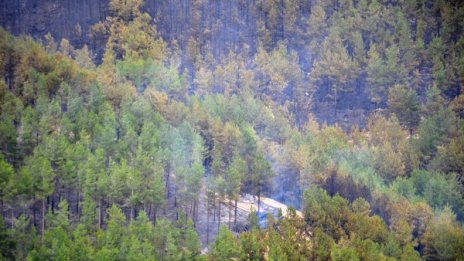 Заради пожара край Стара Кресна: 40 г. гората ще се възстановява