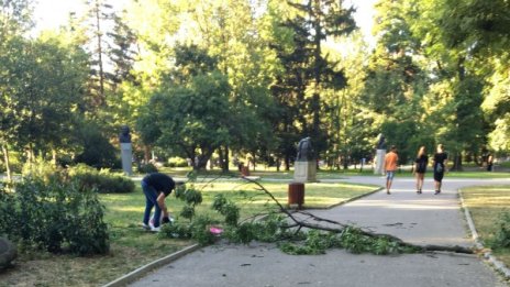 Клон падна върху майка с дете в Борисовата градина