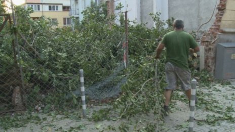 Гняв в София: Защо пет стари дървета станаха "на трупчета"?