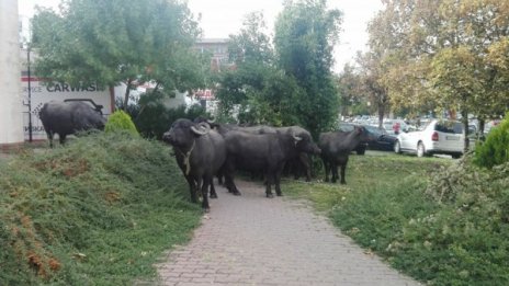 Стадо биволи на разходка, не ги пуснаха в метрото