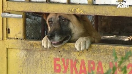 Спасени или не точно? Мъж държи затворени кучета в "Бояна"