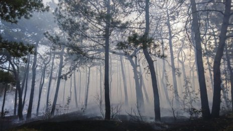 Пожар изпепели треви и борова гора в Монтанско