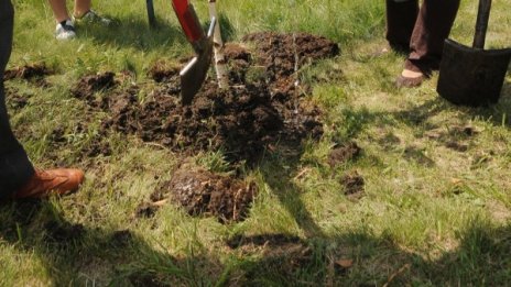 Столичната община залесява с нови дървета улици и булеварди