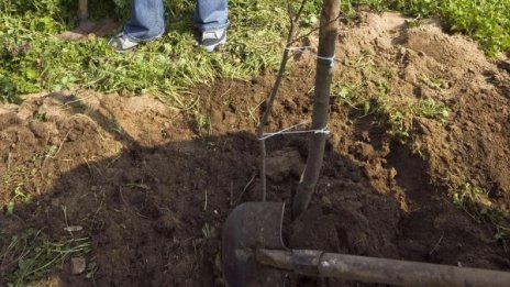 В столицата ще никне "Новата гора на София"