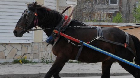 Кон посред пътя прати шофьор в болница