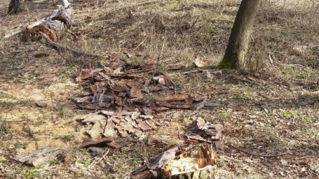 Бивш зам.-кмет на Белово хванат с незаконна дървесина