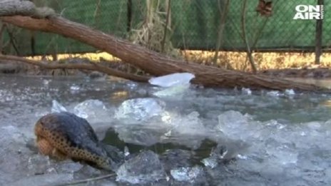 Заради студа в САЩ: Алигатори пробиват дупки в леда