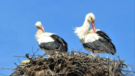 Спасиха от гладна смърт 25 двойки щъркели в Белозем 