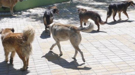 Укриват се, нападат, хапят... Глутница кучета вилнее из Панчарево