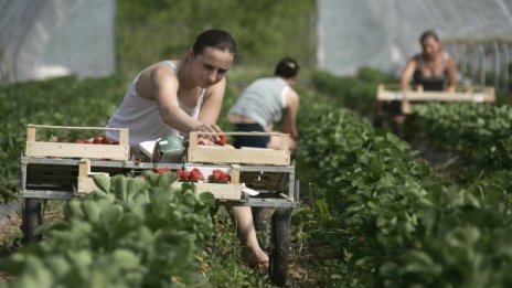 Българинът не ще на германското поле, иска да работи за пари