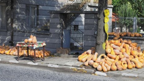 Жандармерия пази реколтата в плевенските села