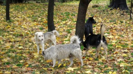 Родопчани vs. англичани: Не искат кучетата им, лаят и миришат