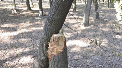 Млад мъж загина при дърводобив в Горни Лом