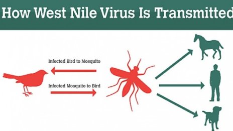 Внимание: Реална опасност от западнонилска треска