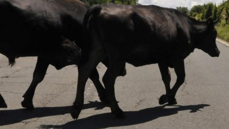 Пожарникари спасиха стадо животни. Били във воден капан