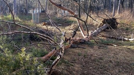 Ураганен вятър събори дървета и клони в Русенско