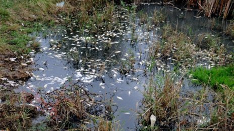 Откриха мъртва риба във водоем край Поморие