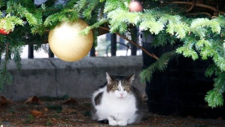 Канадка прати заспалата си котка по пощата... случайно?!?