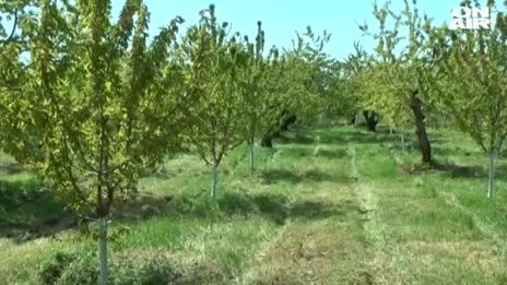 Ниски температури и слани попариха овошките в Кюстендилско