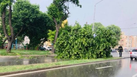 Дърво падна върху кола на булевард във Варна