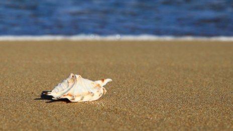 Погнаха незаконните туристически агенти по морето 