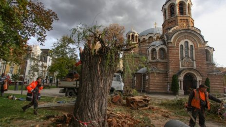 Стара върба рухна пред "Св. Седмочисленици"