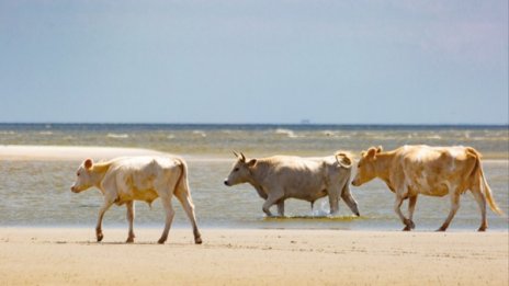 Крави, отнесени от ураган, намерени живи на остров