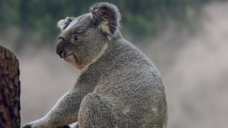 Коалата, която спасиха от пламъците в Австралия не оцеля 