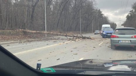 Паднало дърво затруднява движението на "Симеоновско шосе" 