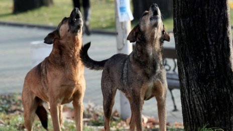 Глутница кучета пречат на движението в Пазарджик