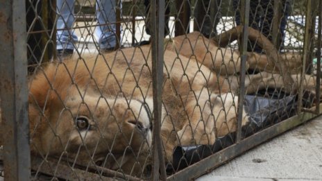  Мъж с опит да внесе лъв от Албания в Косово