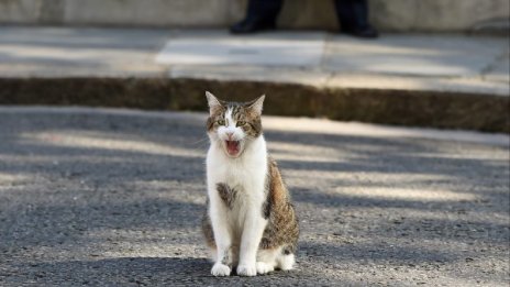 Котаракът на Борис Джонсън отказва да се самоизолира