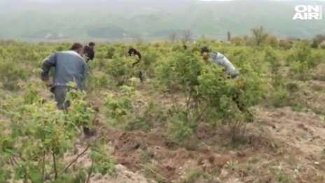 Земеделци притеснени за розобера заради извънредното положение