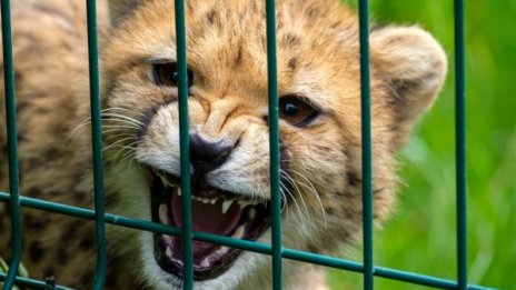 Заснеха най-рядката дива котка в света - сахарски гепард