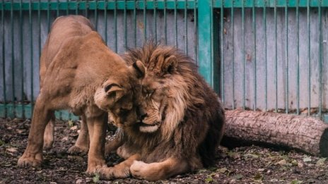 Лъвовете Любо и Ева започват строга диета 