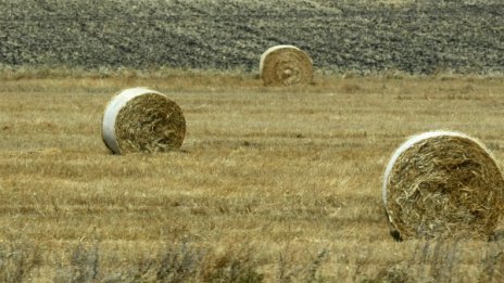 Двама мъже откраднаха 250 бали с овес и люцерна