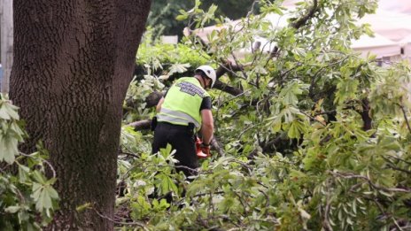 Огромно дърво падна върху дете в Кюстендил 