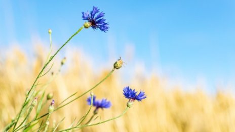 Валежи и в понеделник, градусите до 35°C