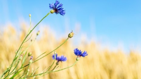 Силно слънце и горещ ден, градусите до 38° C на места 