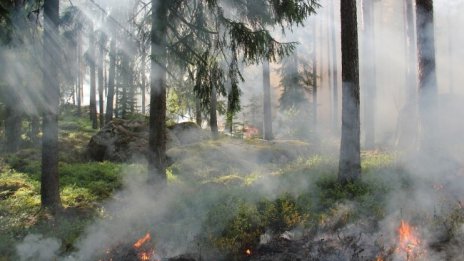 Голям пожар край Свиленград унищожи 1000 декара гора 