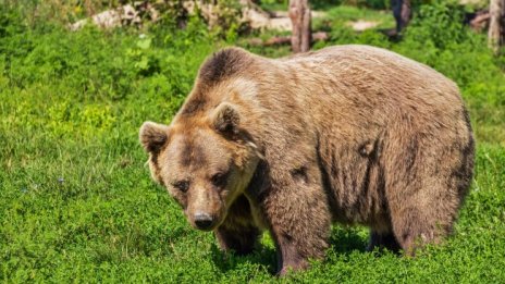 Не хранете животните! Посетител в зоопарка не послуша и пострада мечка 