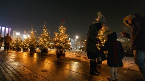 Без тържества, светна Коледната елха в София