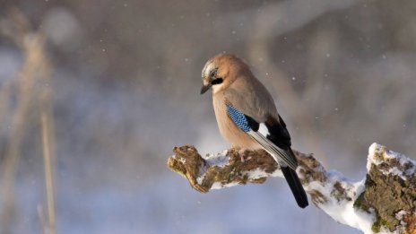 Времето днес: Облачно, достига ни сахарският прах